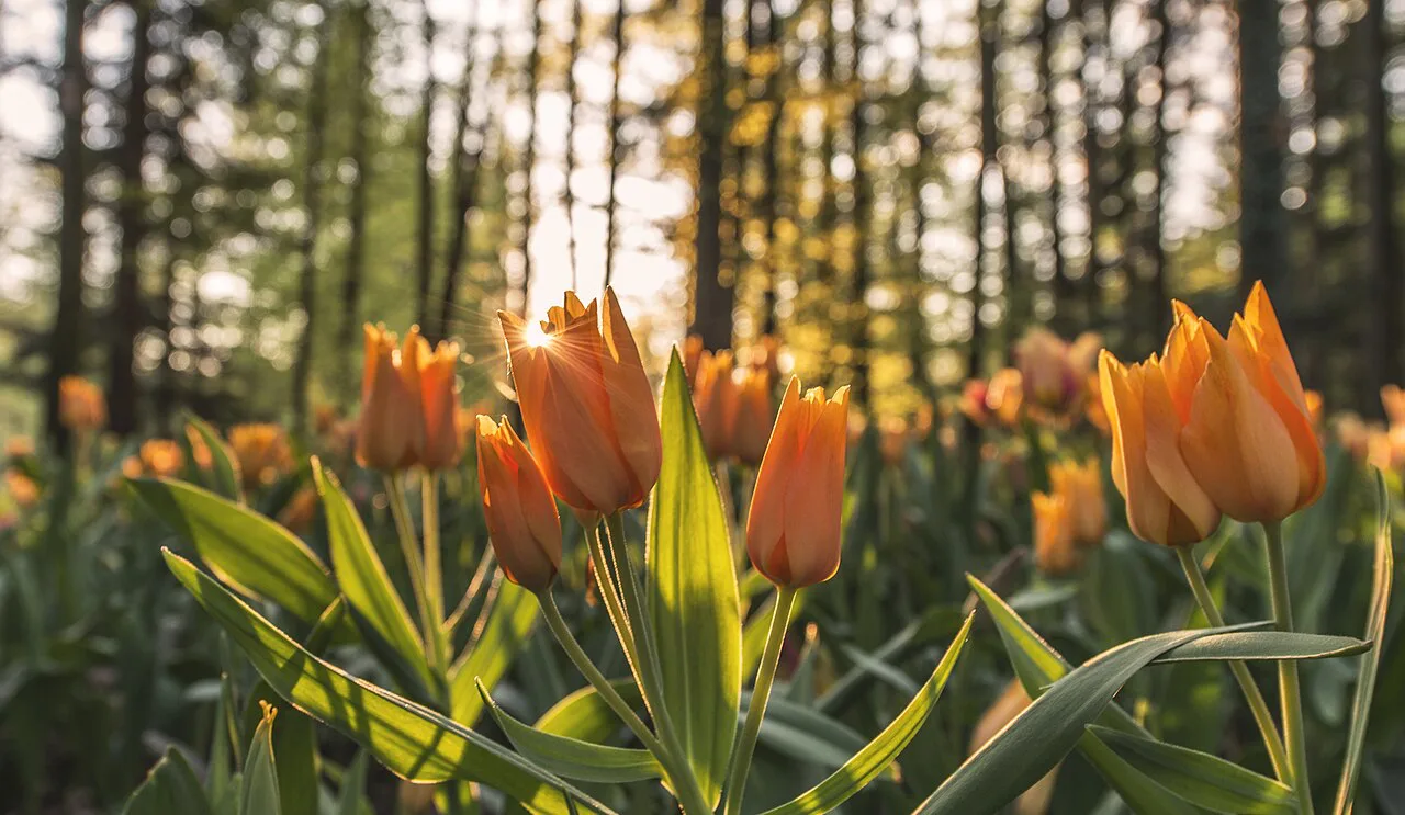 Arboretum Volčji Potok: Gardens, Tulips and Planning a Visit
