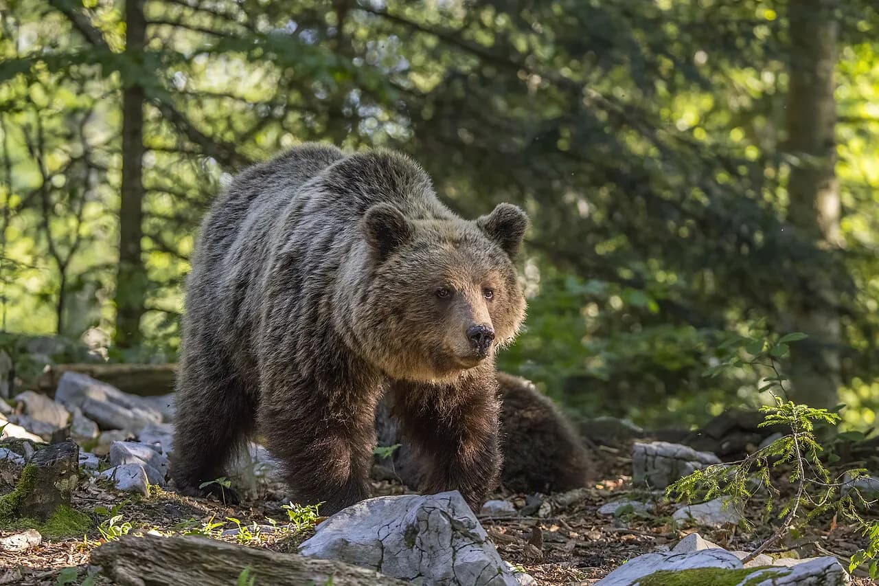 Bears in Slovenia: Where They Live and How Bear Watching Works