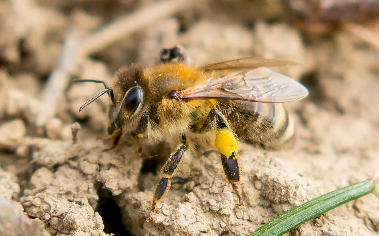 Carniolan Bee: Slovenia's Native Honey Bee and Why Beekeepers Want It