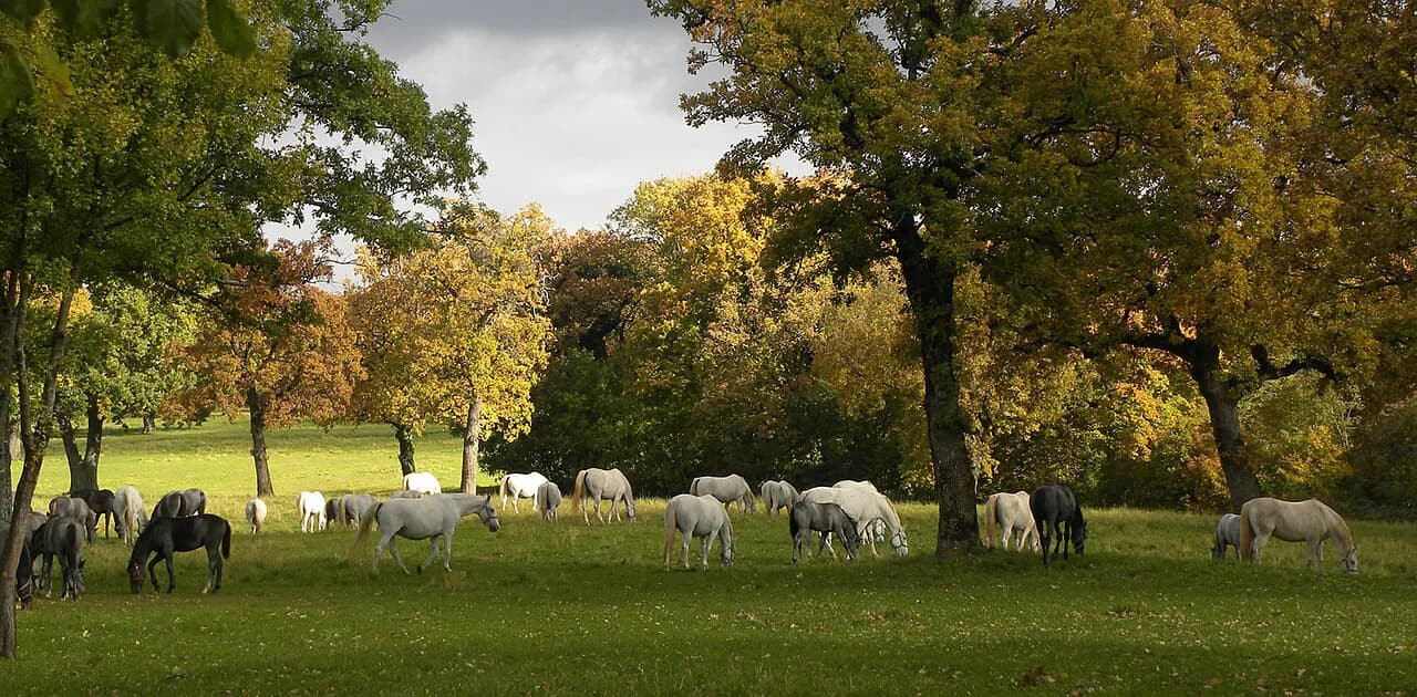 Lipizzaner Horses: Breed Origins and the Lipica Stud Farm
