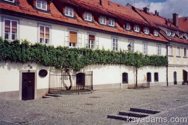 Old Vine House Maribor: The Oldest Vine, the Museum and What Your Visit Involves