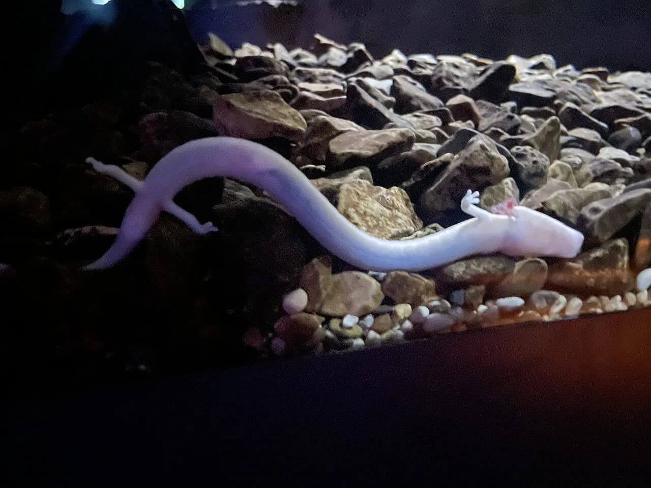 Olm (Proteus anguinus): Slovenia's Blind Cave Salamander
