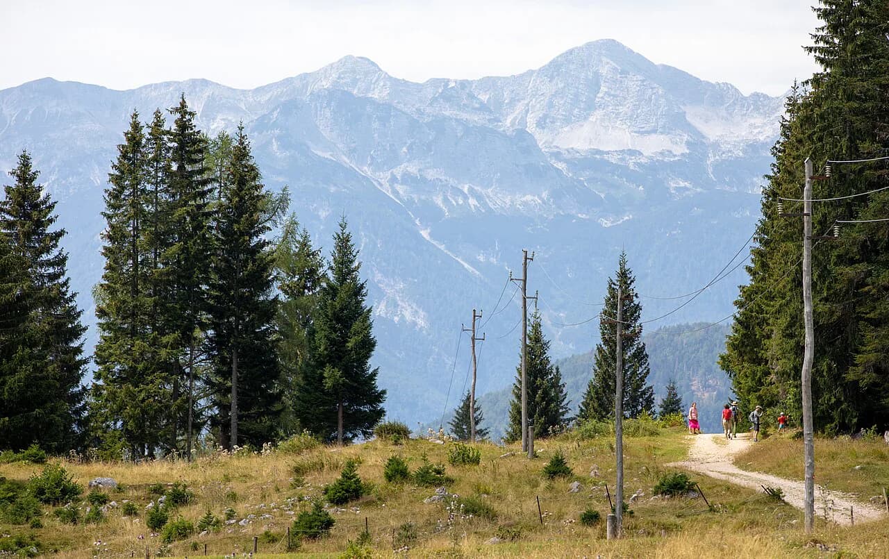 Pokljuka Plateau Guide: Getting There, Pastures and Goreljek Bog