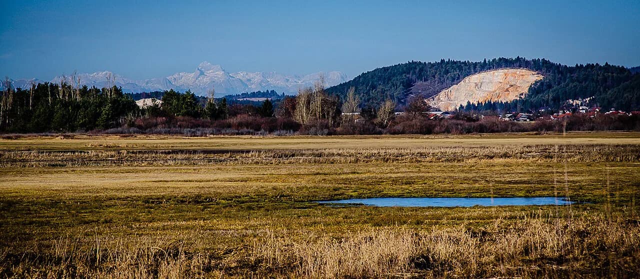 Slovenia Animals: Where to See Brown Bears, the Olm and Wildlife