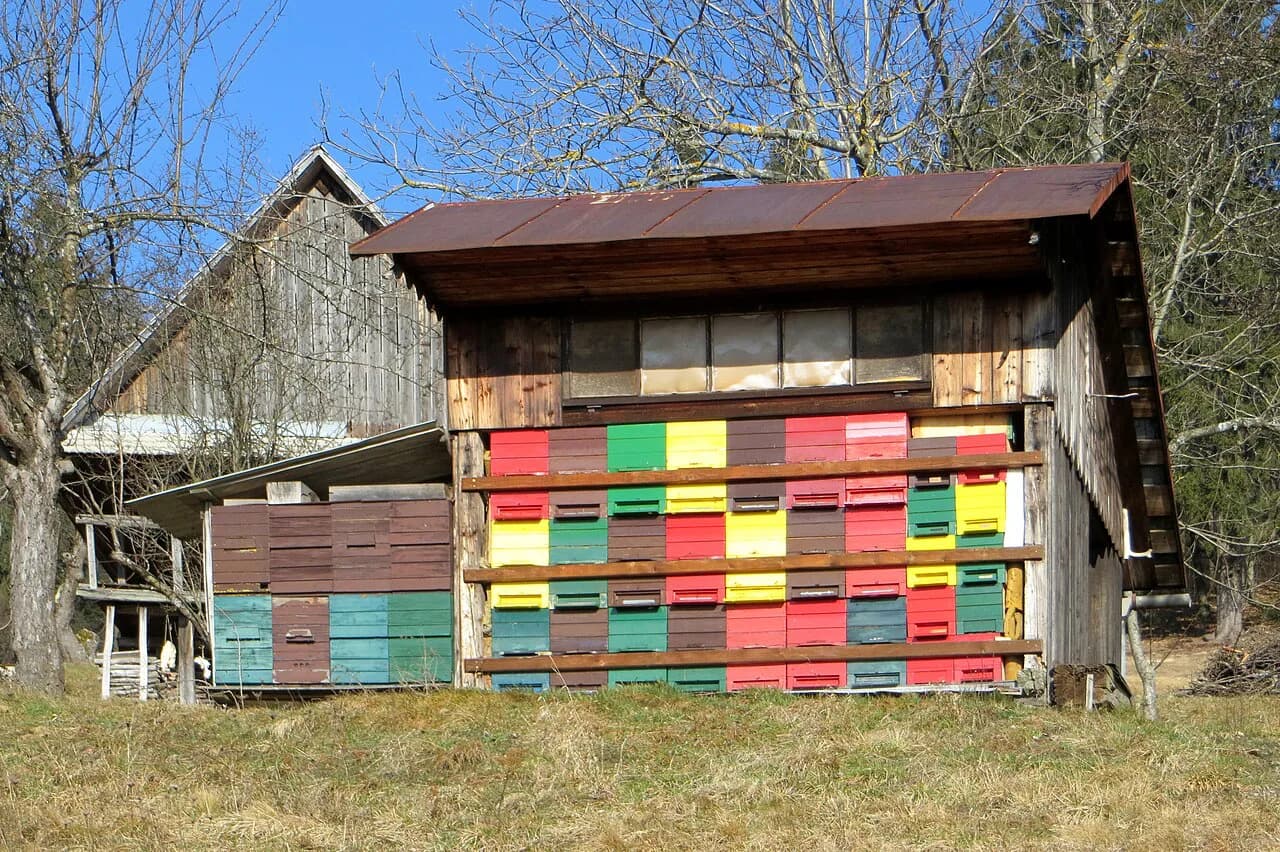 Carniolan Honey Bees: Temperament, Swarming, and Whether They Suit You