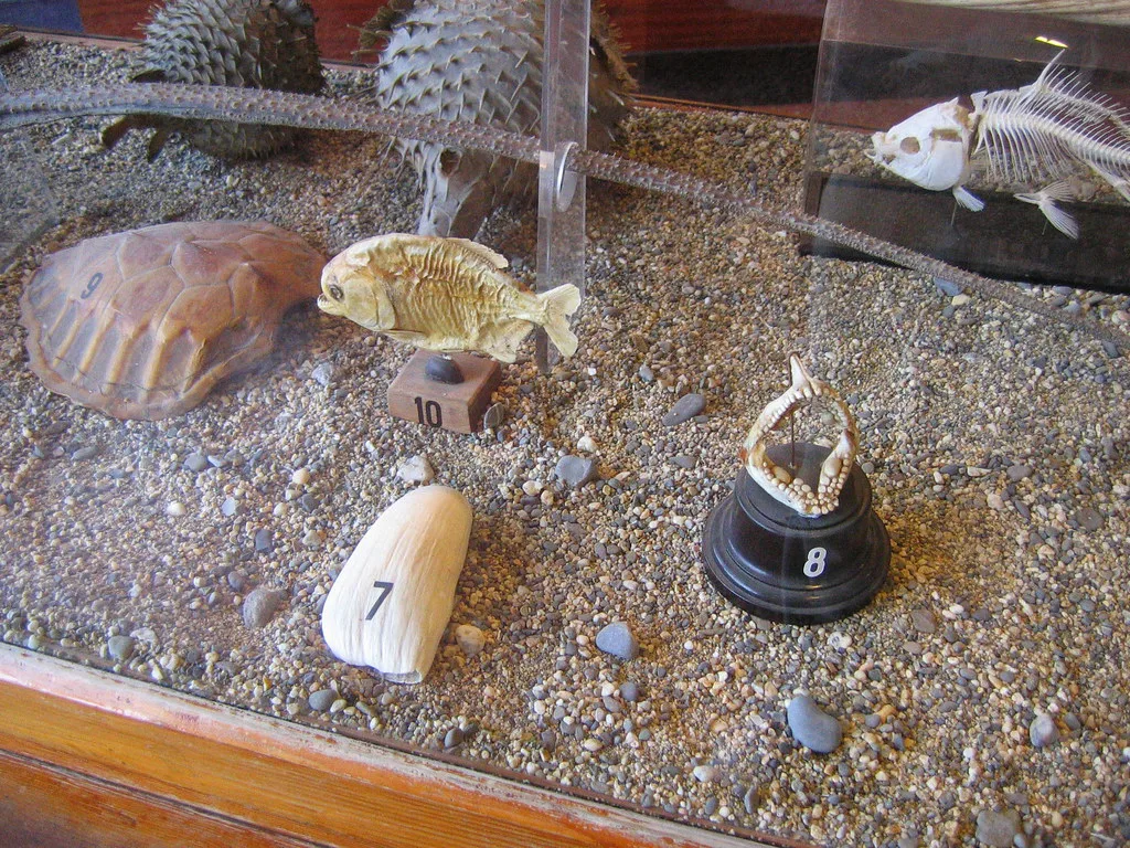 Displays at Aquarium Piran.