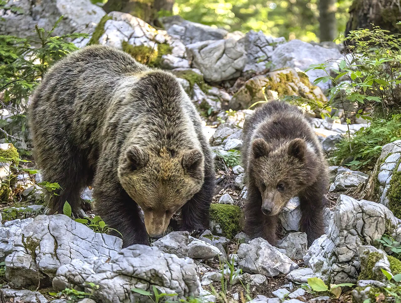 A brown bear mother and cub.