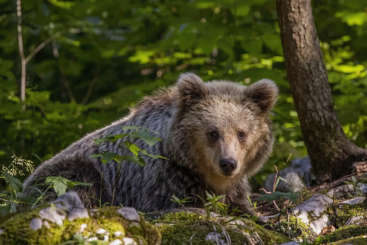 A brown bear in the forest.