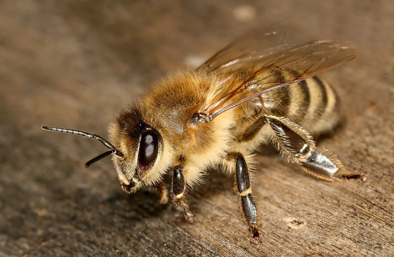 A Carniolan honey bee at a hive entrance.