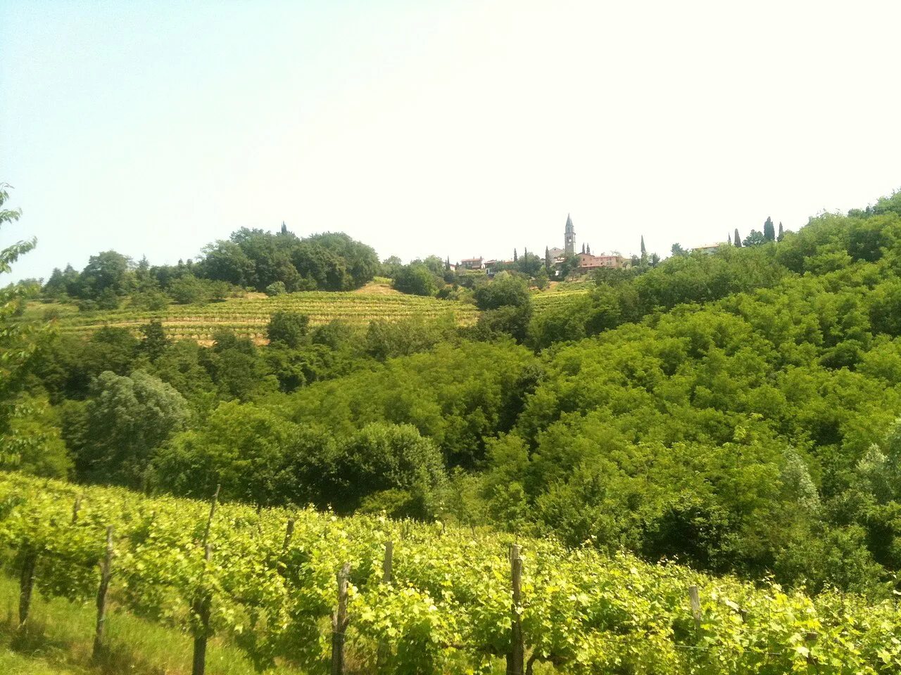 The green hills of Goriška Brda.