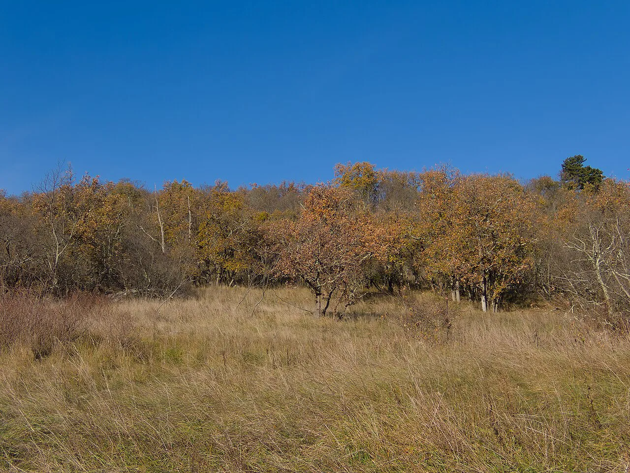 Autumn on the Karst near Črnotiče.