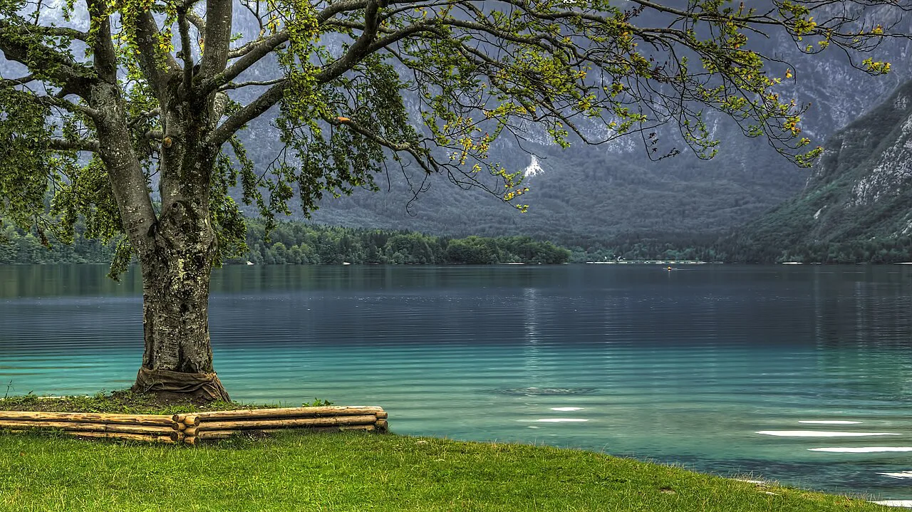 A tree on the shore of Lake Bohinj.