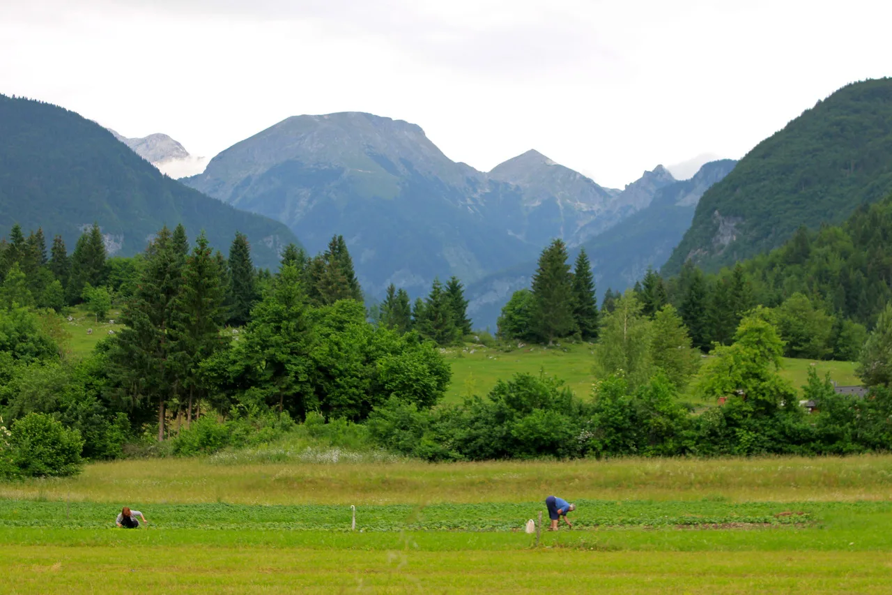 Meadows by Lake Bohinj in Triglav National Park.