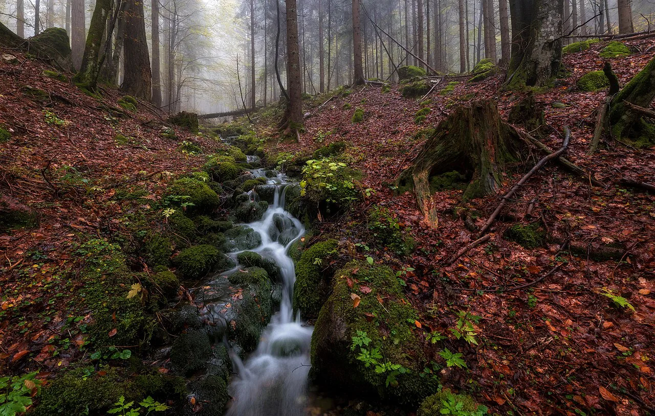 A stream in the forest below the Martuljek waterfalls.
