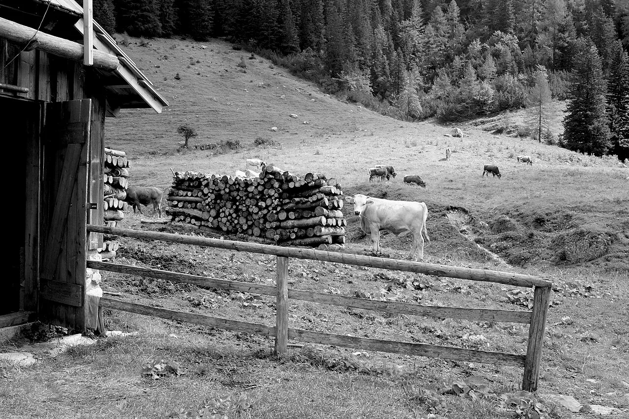 A mountain pasture in Triglav National Park, in an old photograph.