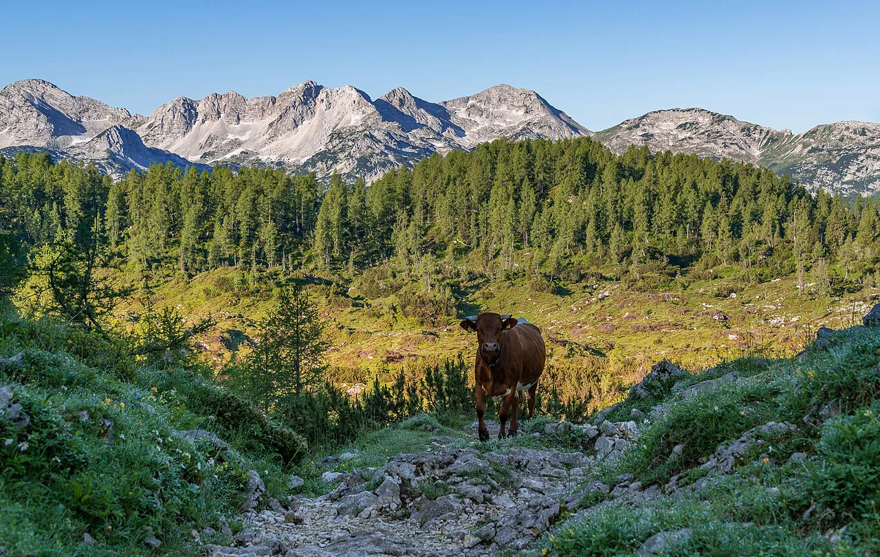A cow on a pasture below the Julian Alps.
