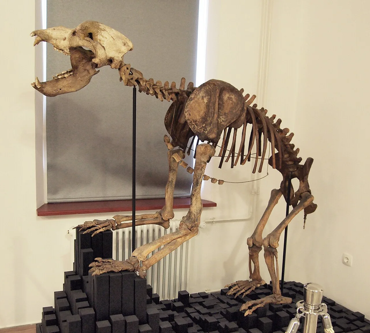 A cave bear skeleton in the Notranjska Museum in Postojna.