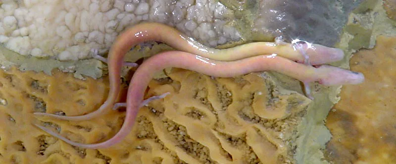 Olms (Proteus anguinus) in Postojna Cave.
