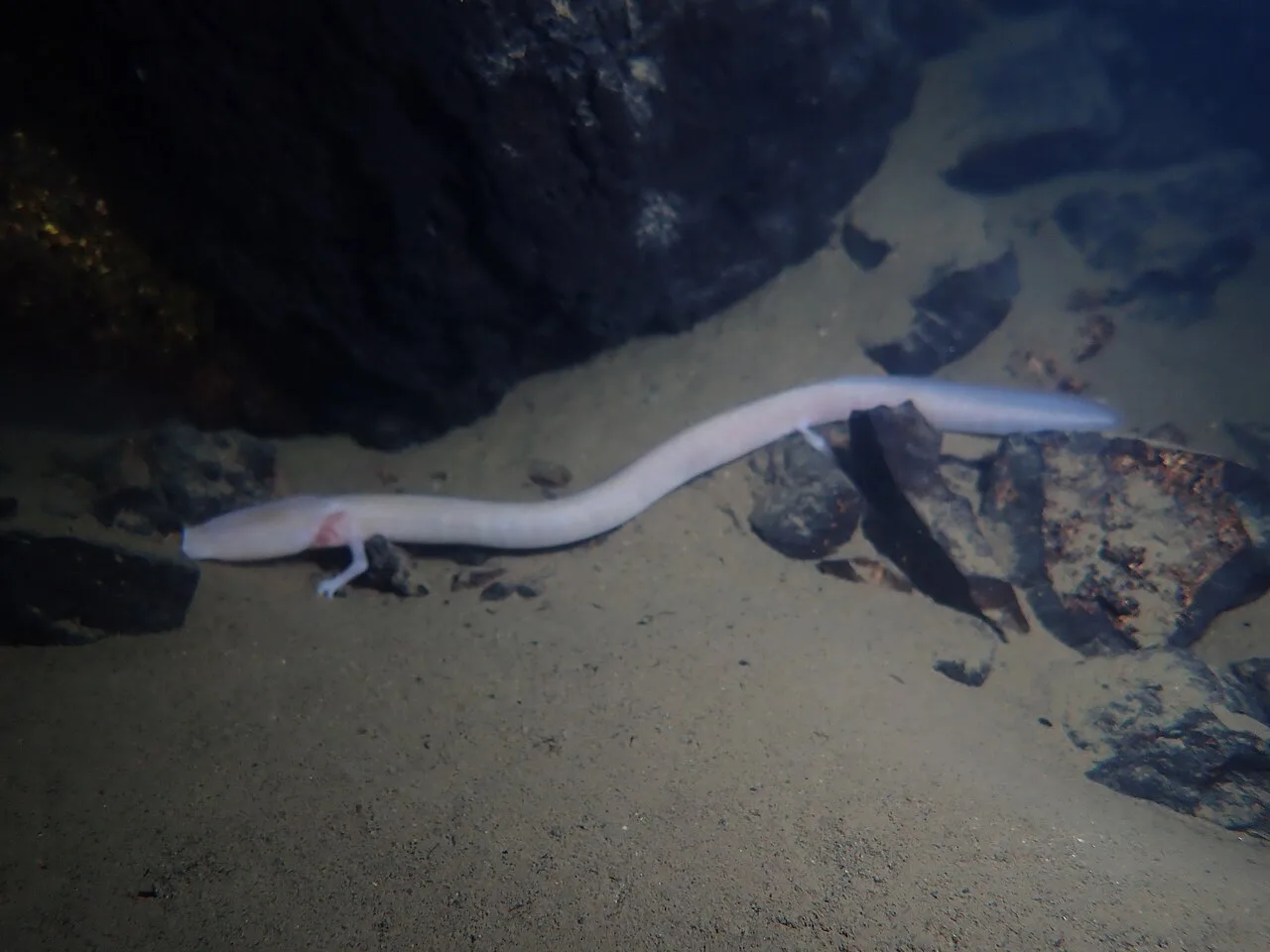 An olm in its cave water.
