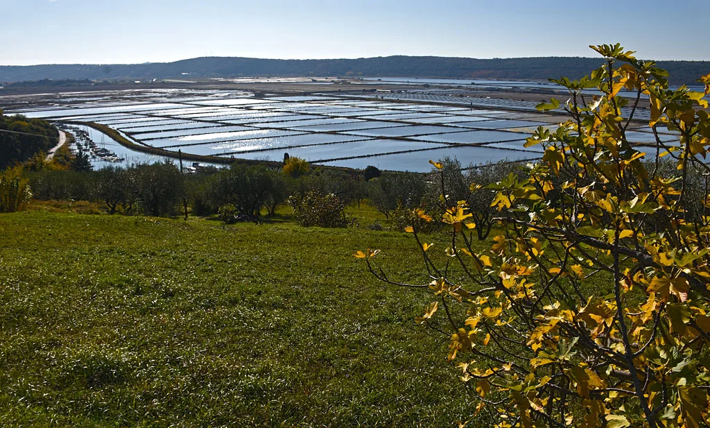 The Sečovlje salt works seen from above.