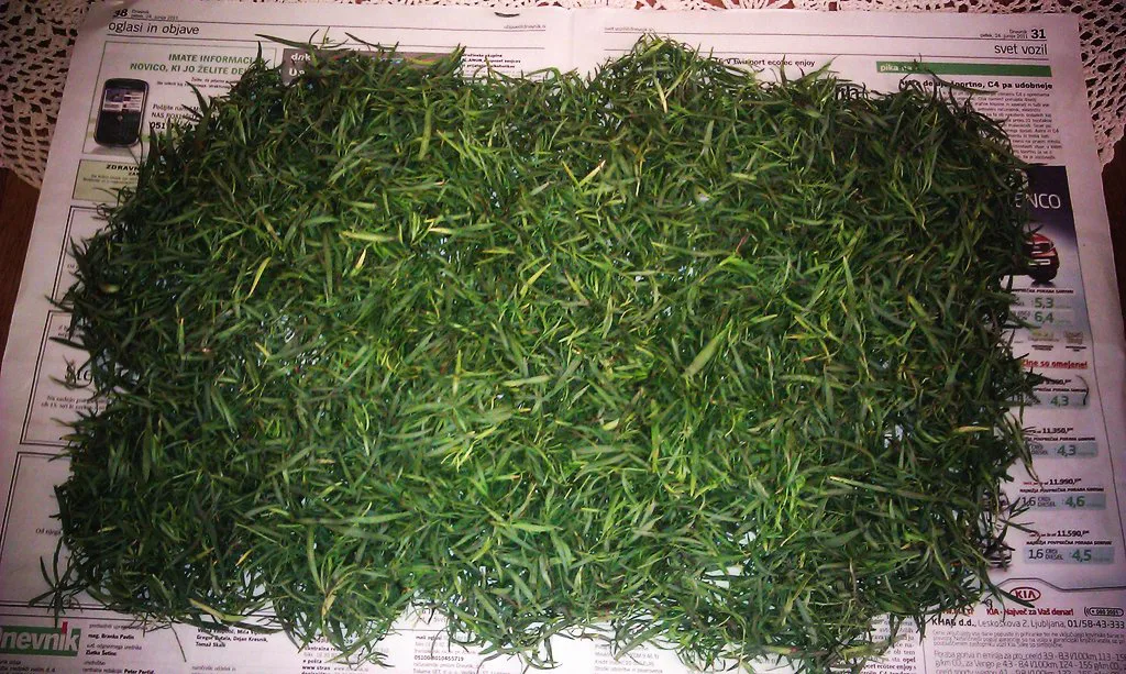 Fresh tarragon ready for a tarragon potica filling.