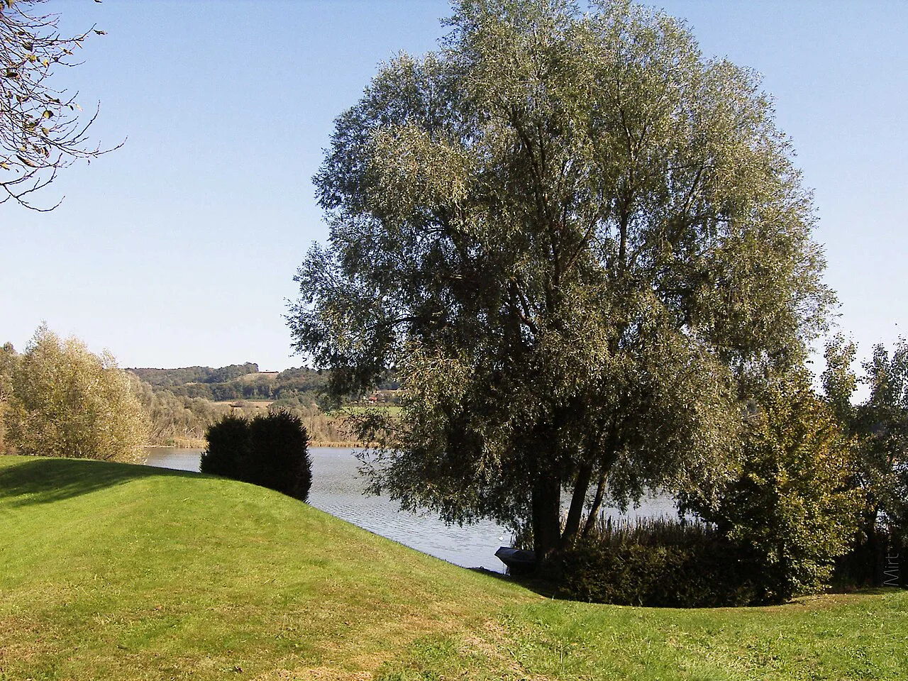 A tree by the water in the Prekmurje countryside.