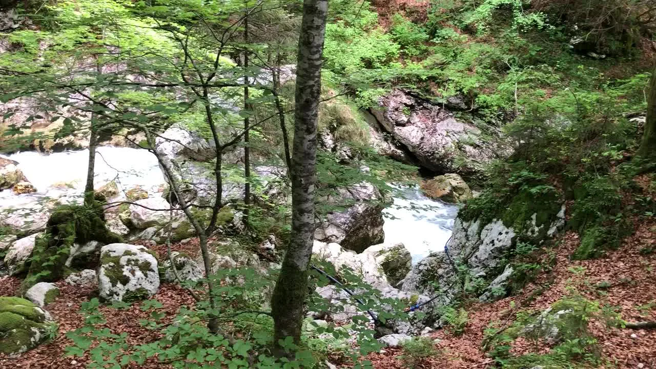 The Savica stream in the forest.