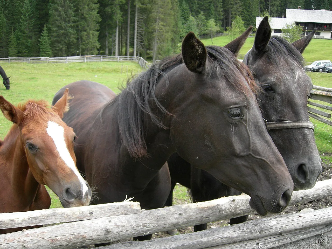 Horses on Pokljuka.