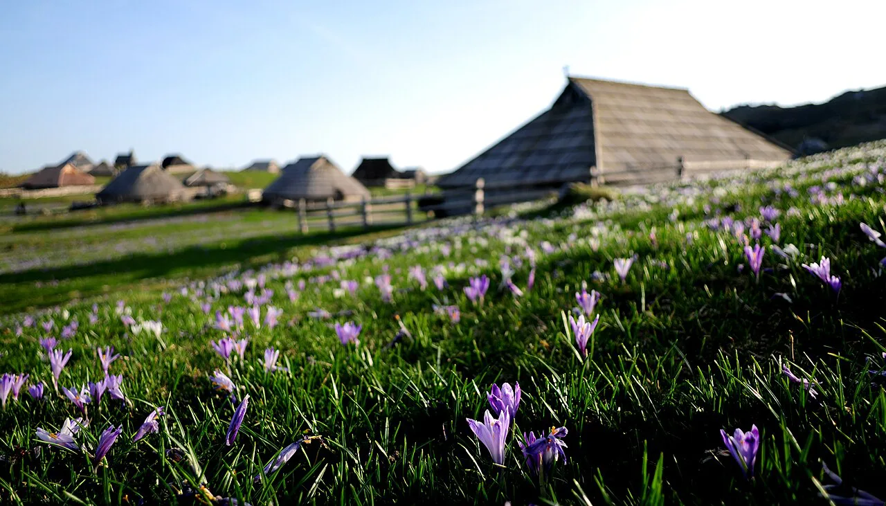 Crocuses below the huts on Velika Planina in spring.