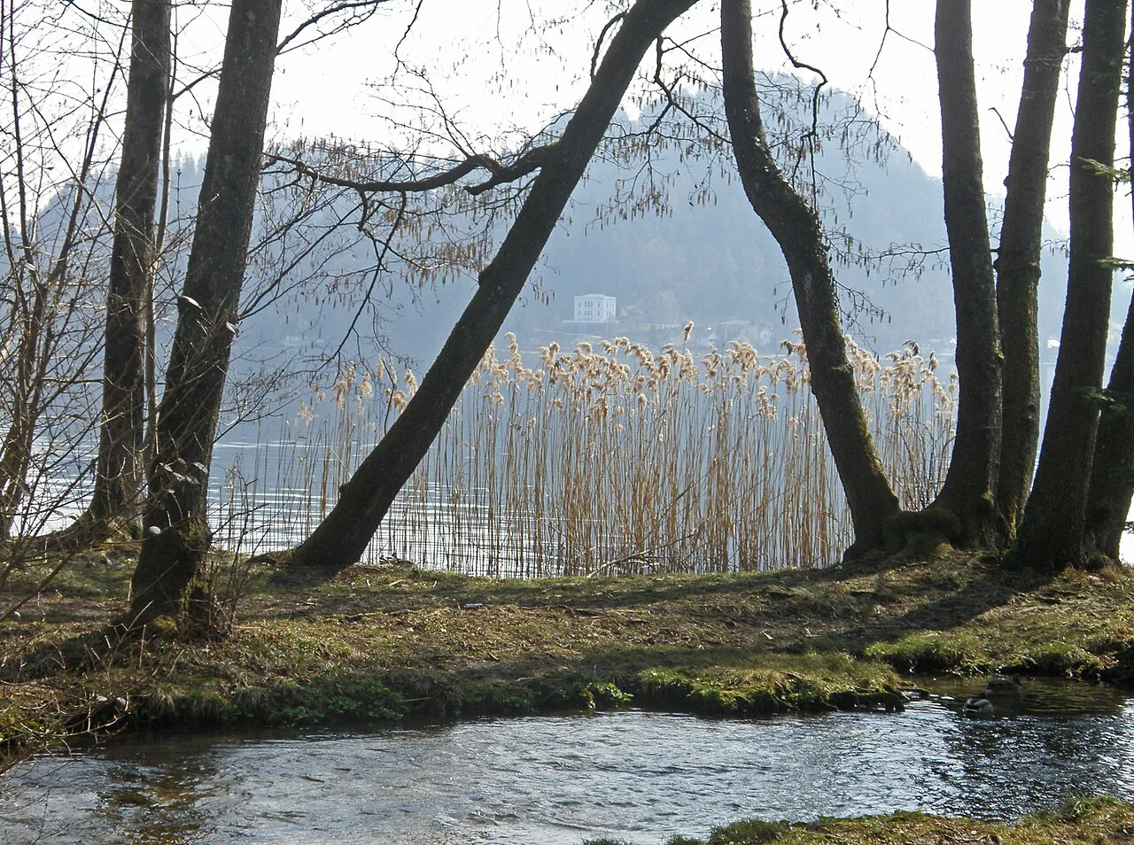 Reeds and trees on the Lake Bled shore.